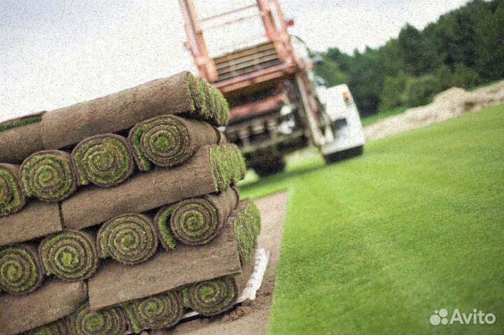 Рулонный газон/продажа/укладка