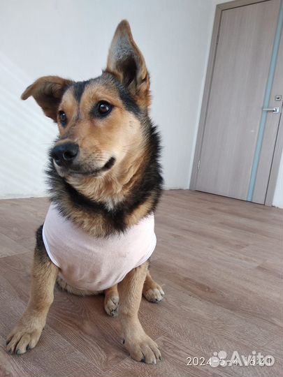 Собака 6 мес