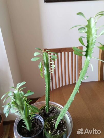 Молочай Эуфорбия