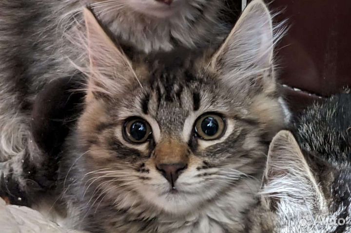 Храбрый малыш в добрые руки