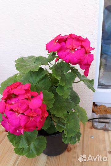 Пеларгония герань