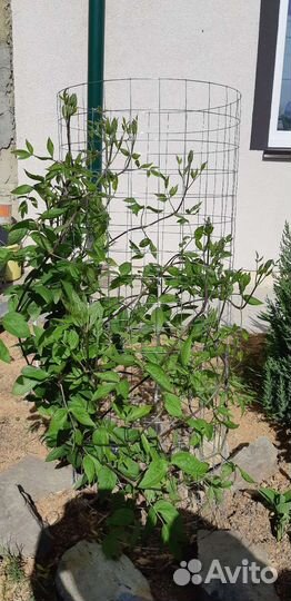 Опора для растений (клематисов и др.)