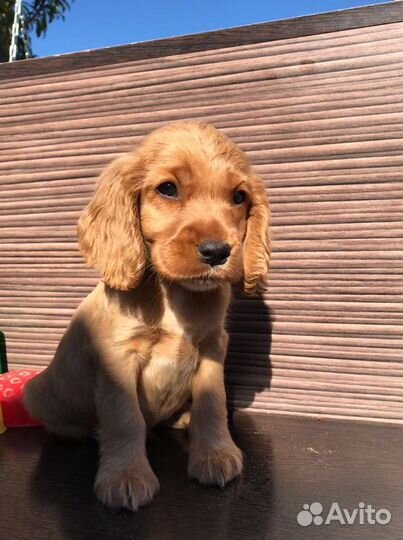 Кокер спаниель