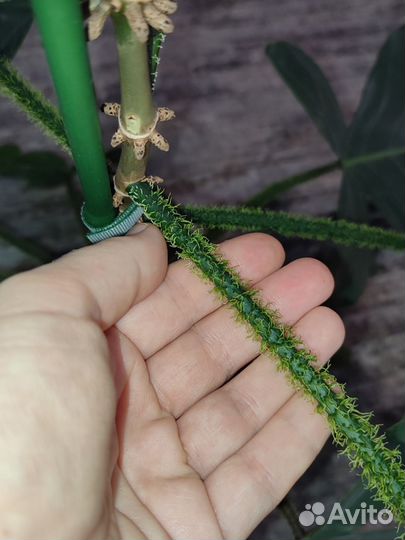 Филодендроны Чешуеносный