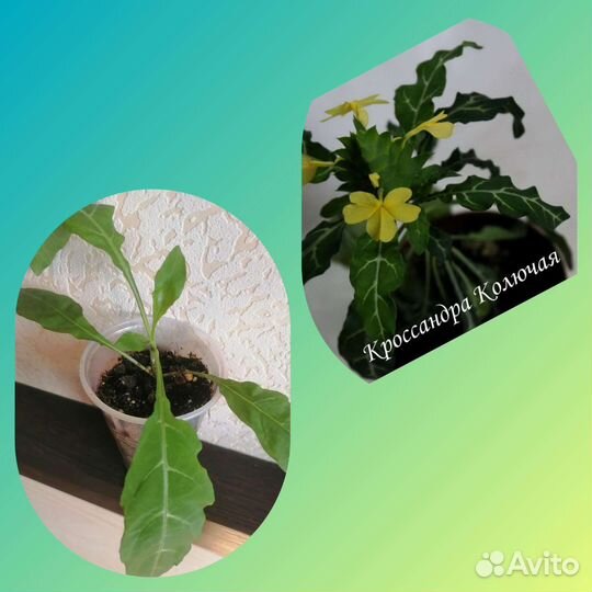 Кроссандра 4 вида