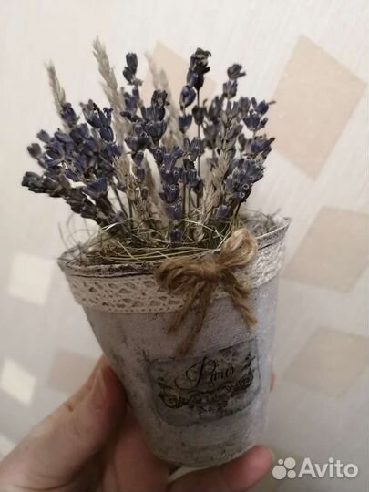 Лаванда в горшочках
