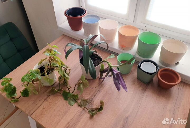 Цветы и горшки всё вместе