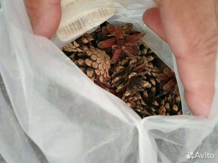 Мешок сосновых шишек