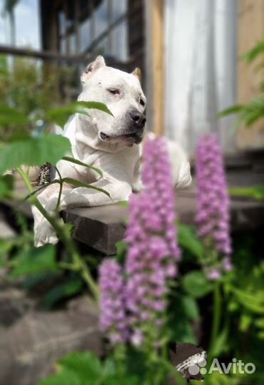 Американский стаффорд девочка в дар