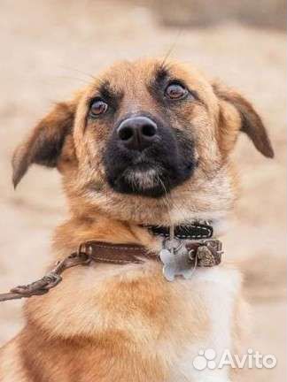 Собаки бесплатно в добрые руки