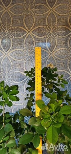 Муррайя метельчатая и карликовая