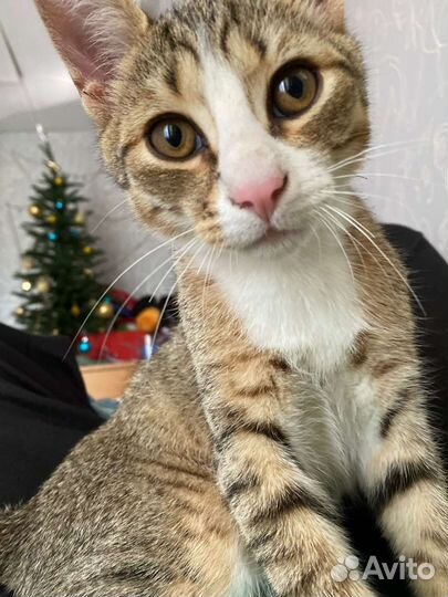 Котенок в дар бесплатно