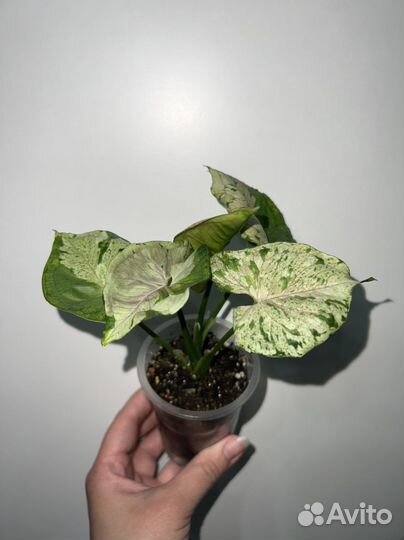 Сингониум Орм Тонг вар, Клубничный лед, Gray Ghost