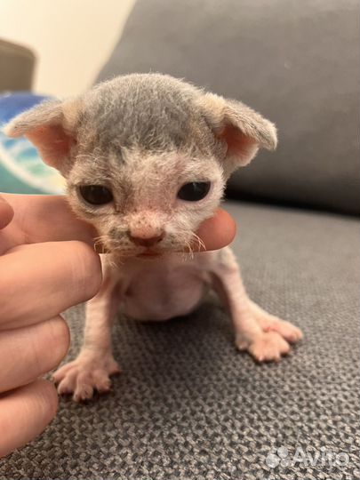 Котята девон рекс