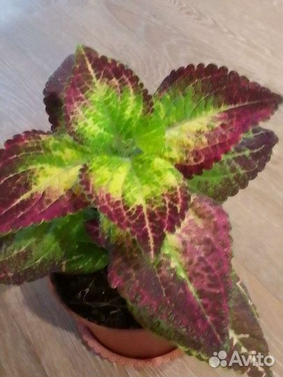 Колеус аватар