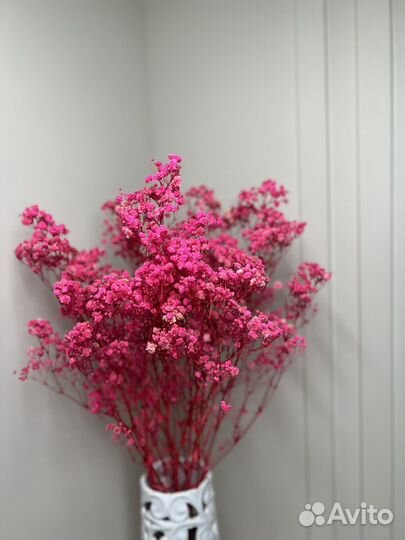 Гипсофила стабилизированная