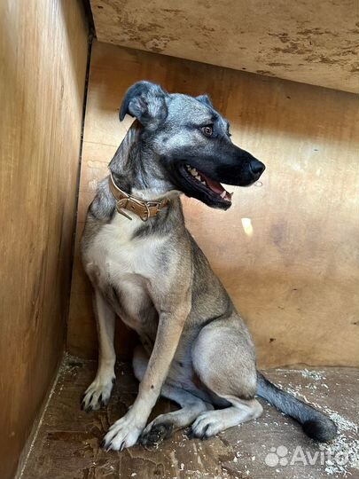 Собака из приюта