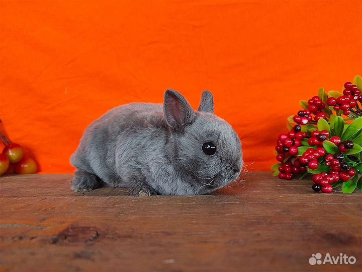 Декоративные mini кролики
