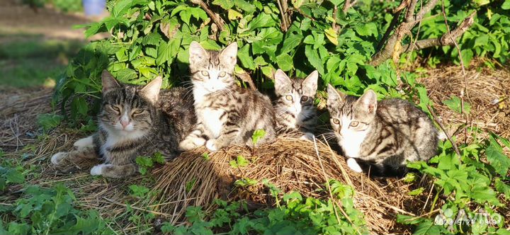 Отдам в добрые руки