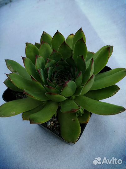 Суккуленты