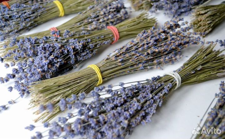 Лаванда крымская, 20 гр