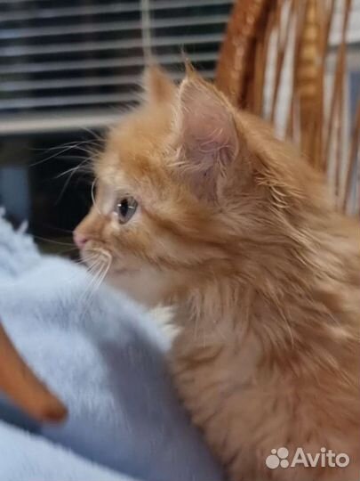 Кошечка 2 месяца бесплатно