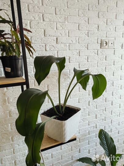 Эухарис амазонская лилия