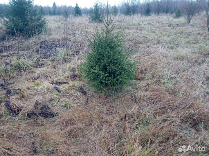 Ель (ёлка)новогодняя оптом