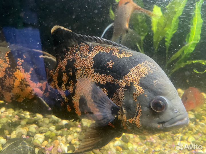 Глазчатый астронотус. Пара