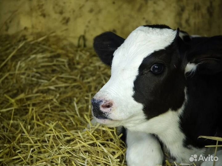 Бычки и телята на откорм, мясные