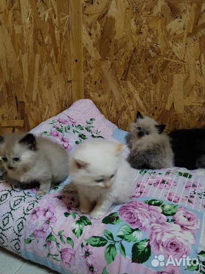 Красивые котята ищут дом
