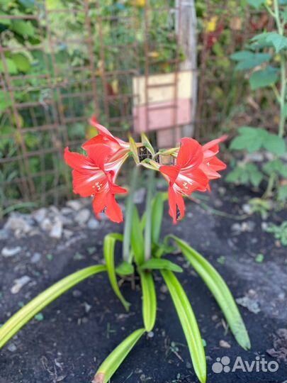 Продам цветы амариллис