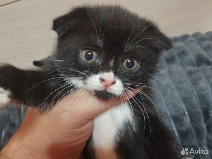 Шотландские вислоухие котята