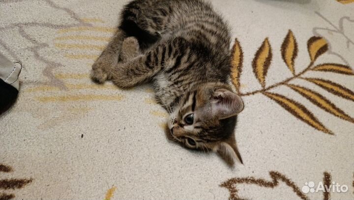 Котята отдам в добрые руки бесплатно