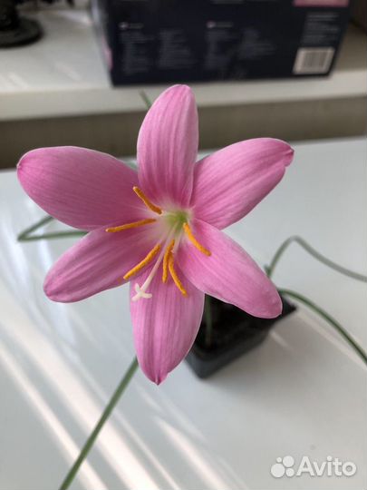 Зефирантес