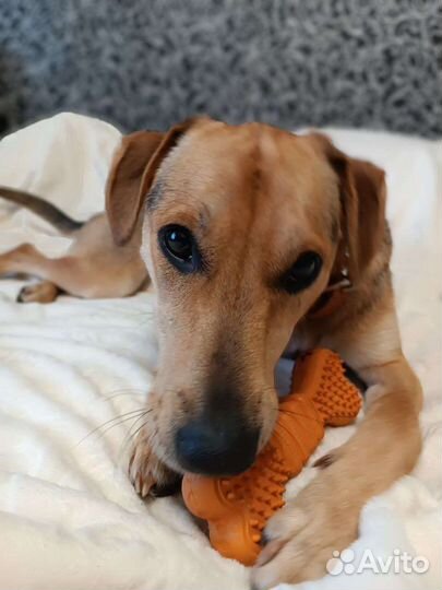 Меня предали