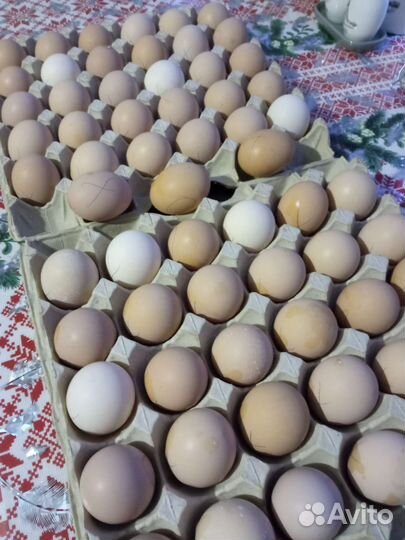 Инкубационное яицо