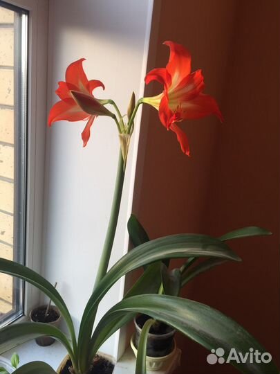 Гиппиаструм