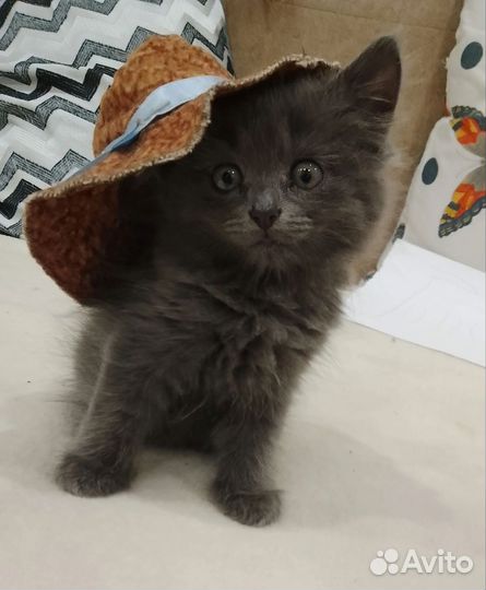 Кошка бесплатно