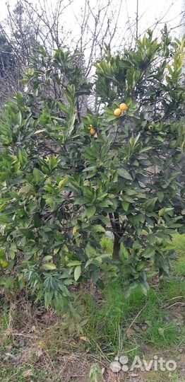 Продаю плодовые деревья