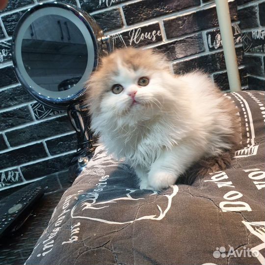 Шотландские вислоухие котята