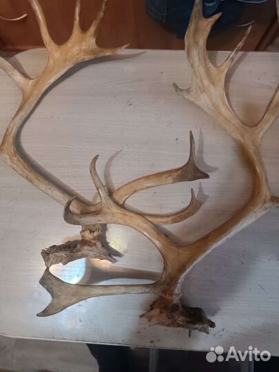Рога оленя