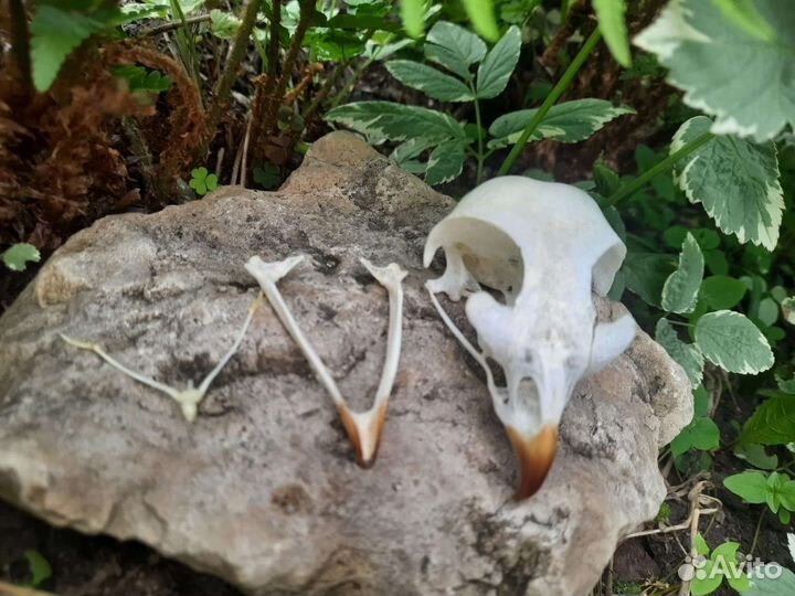 Череп птицы