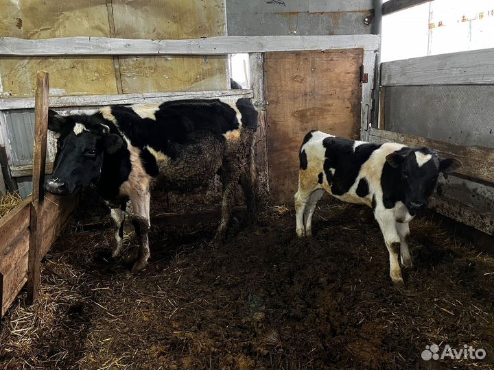 Корова с теленком дойная