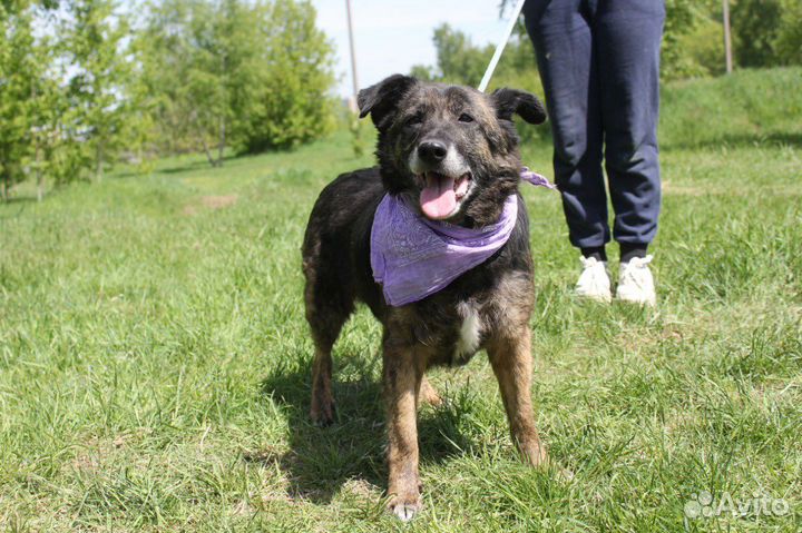 Подари счастливую жизнь собаке, Балин
