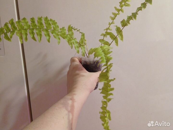 Комнатные цветы