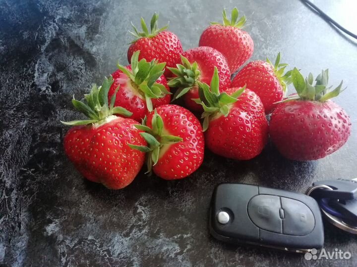 Клубника сортовая