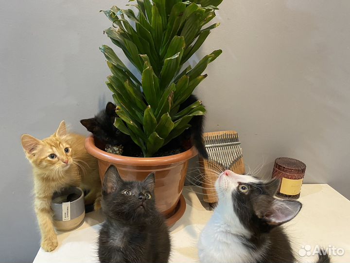 Котята в добрые руки бесплатно