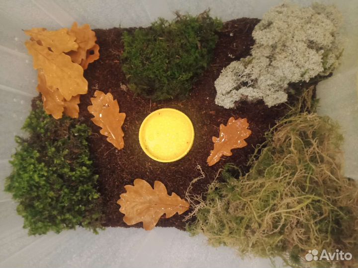 Террариумы для улиток с полным наполнением