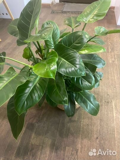 Филодендрон